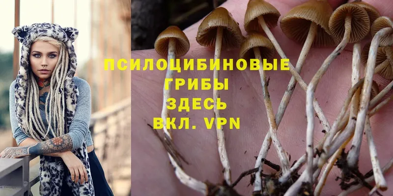 МЕГА сайт  Орехово-Зуево  Псилоцибиновые грибы Psilocybe 